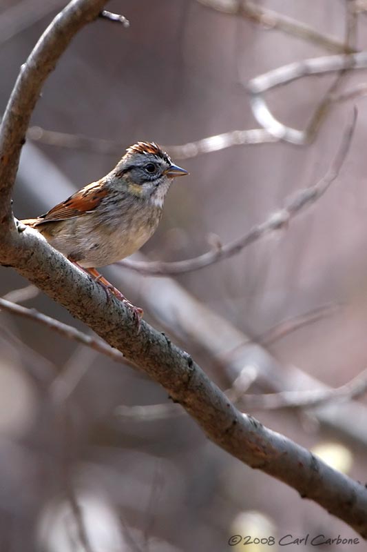 Swamp Sparrow