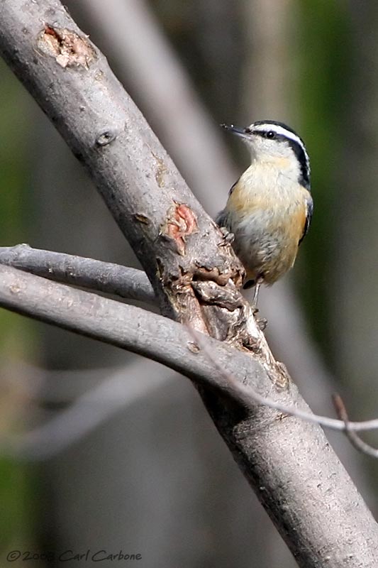 Red-Breasted Nuthatch