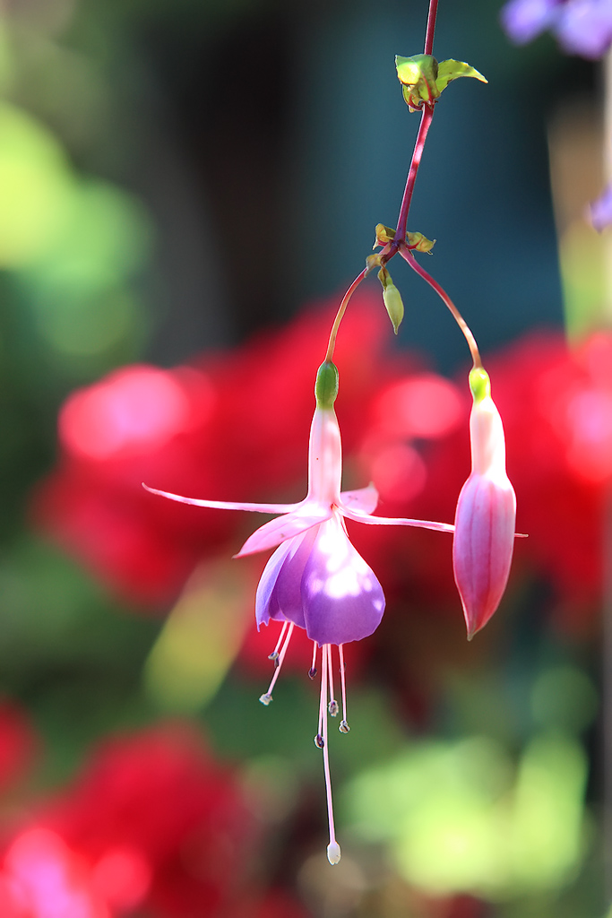 Fuchsias