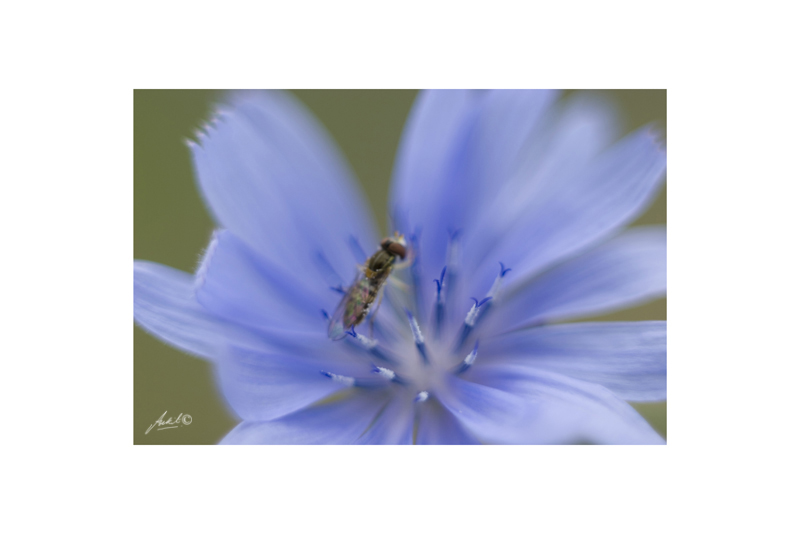 Fly