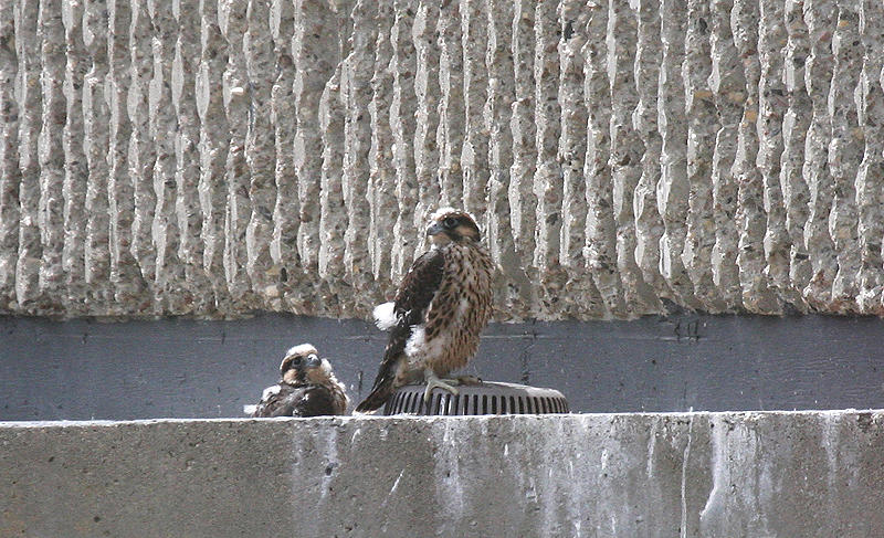 Peregrine Chicks
