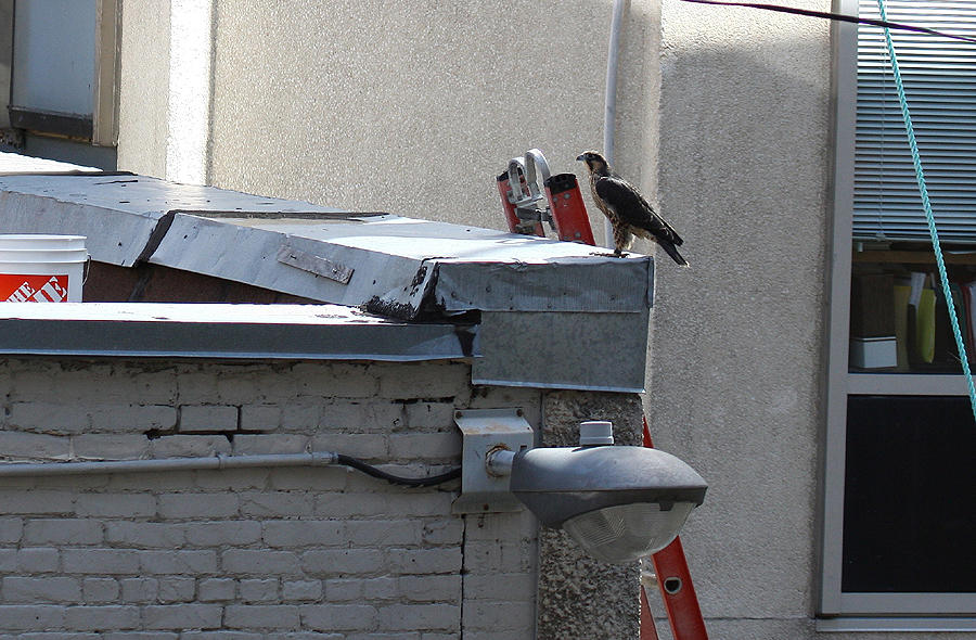 Fly or Ladder