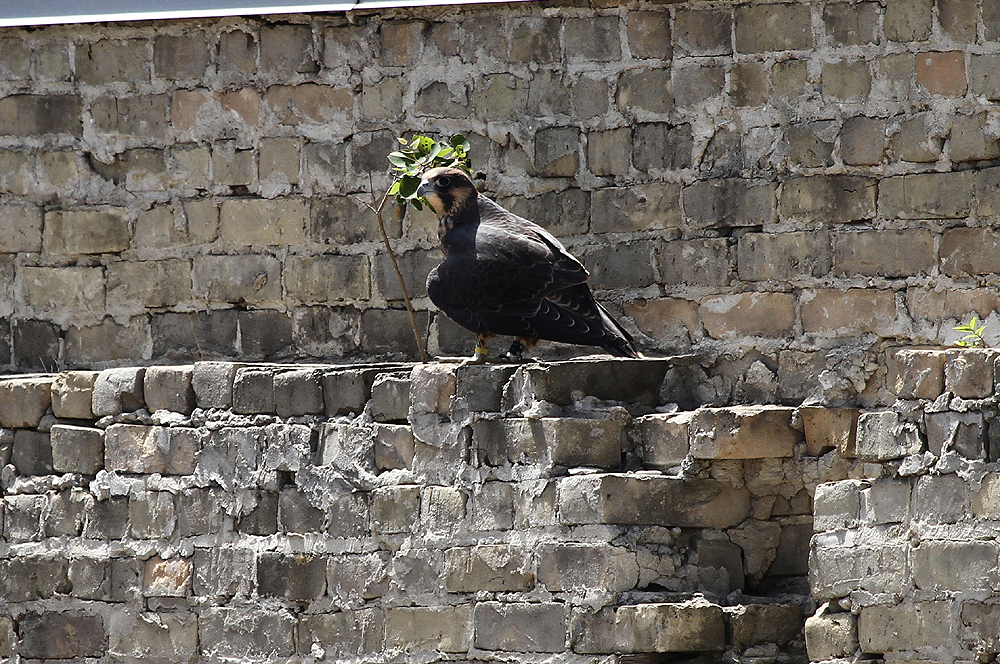 IMG_0858-1.jpg