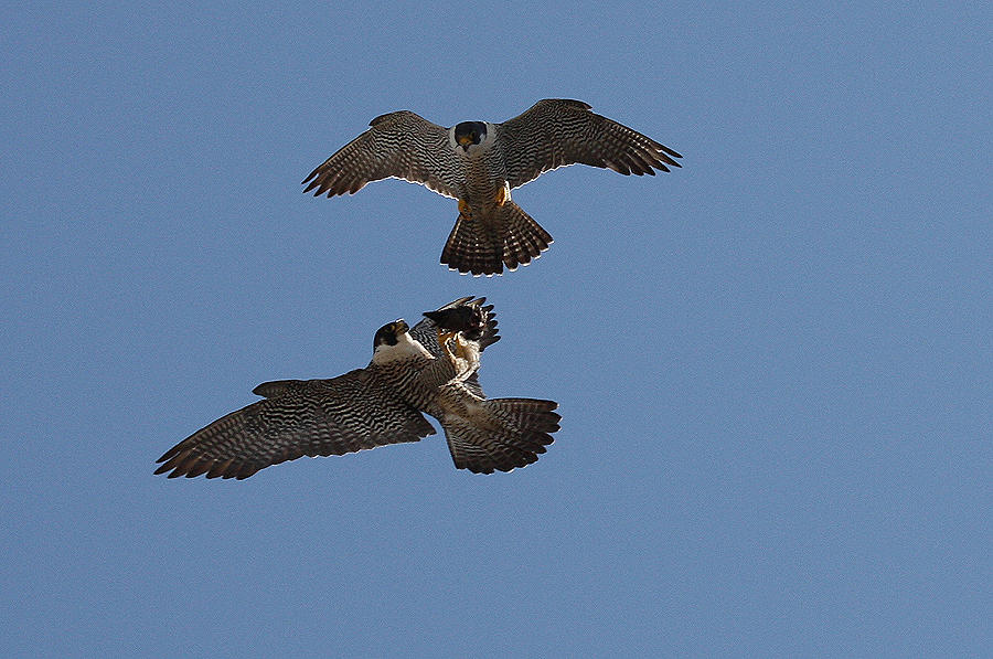 Peregrine Food Exchange