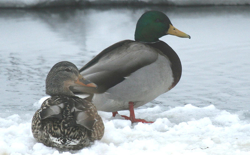 Mallards