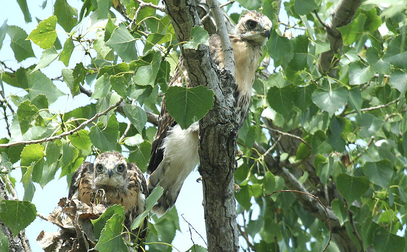 ...Young Red-tailed Hawks...