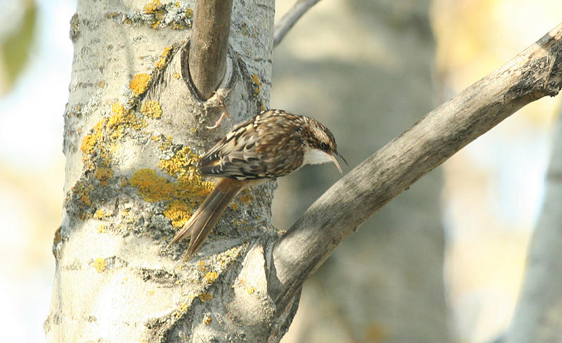 Brown Creeper