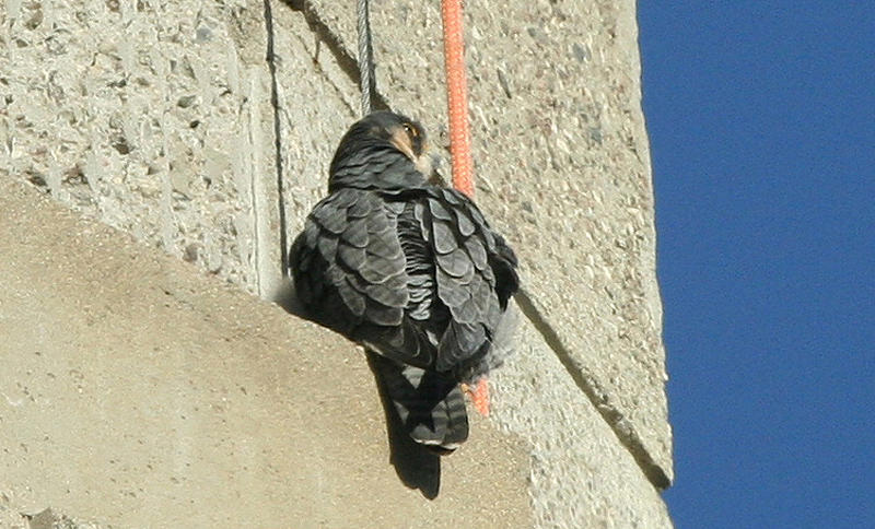 Peregrine Falcon