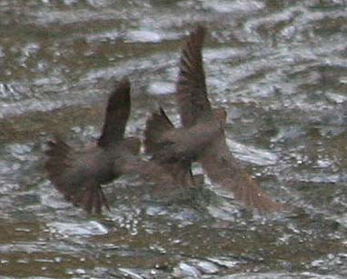 American Dipper 343