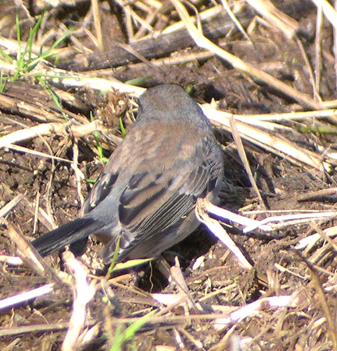 Slate-colored Dark-eyed Junco 426