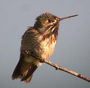 Calliope Hummingbird  265