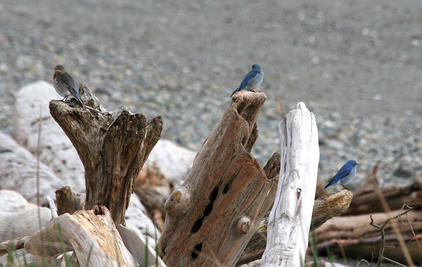 Mountain Bluebird  348