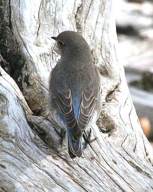 Mountain Bluebird  348