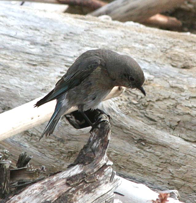 Mountain Bluebird  348