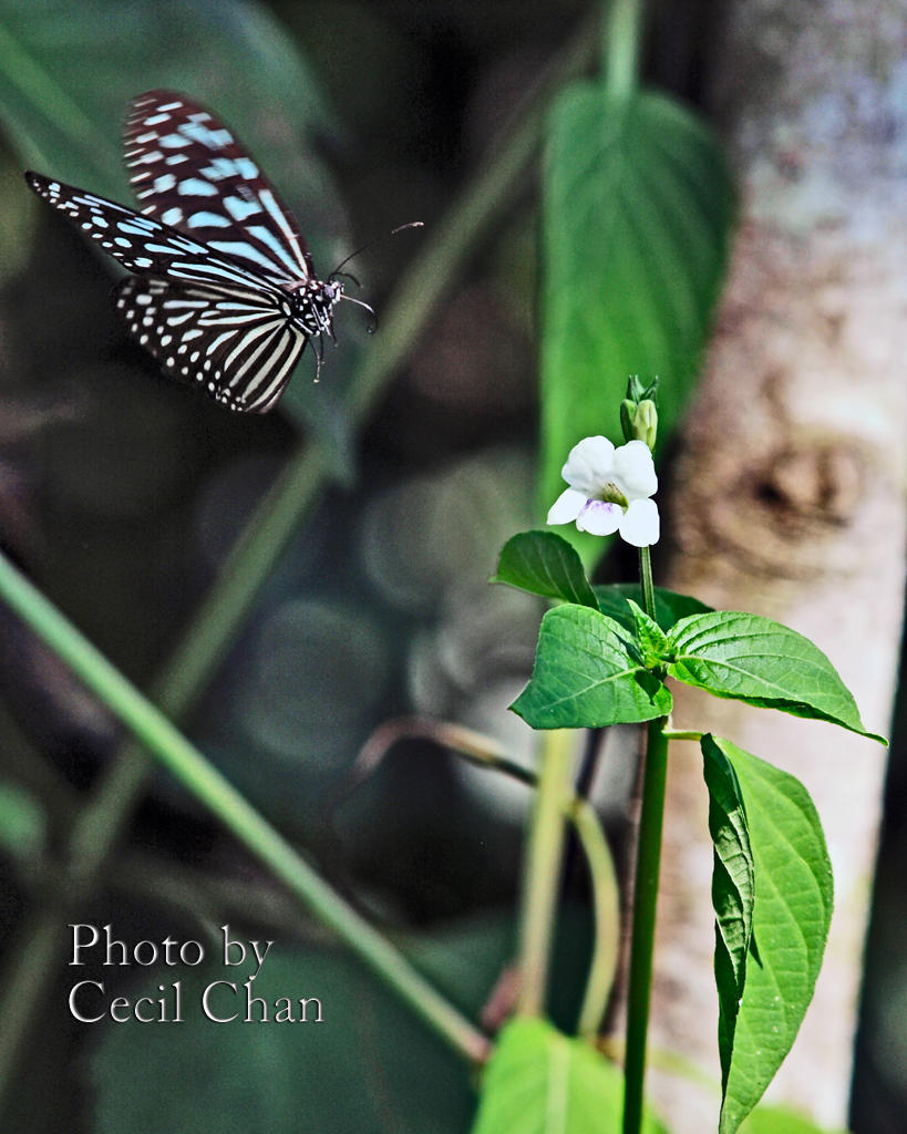SgB004 Butterfly in Flight.jpg