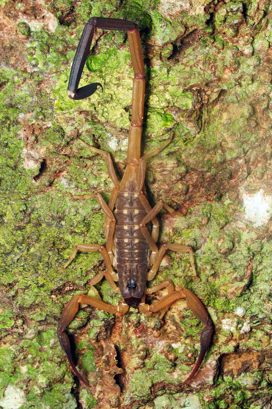 70622011 Scorpion.jpg