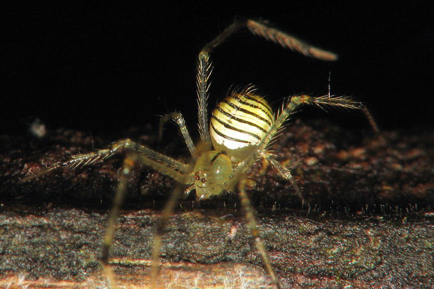 Smily Face Spider.jpg