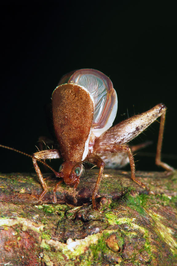 Cricket Sings To Me.jpg