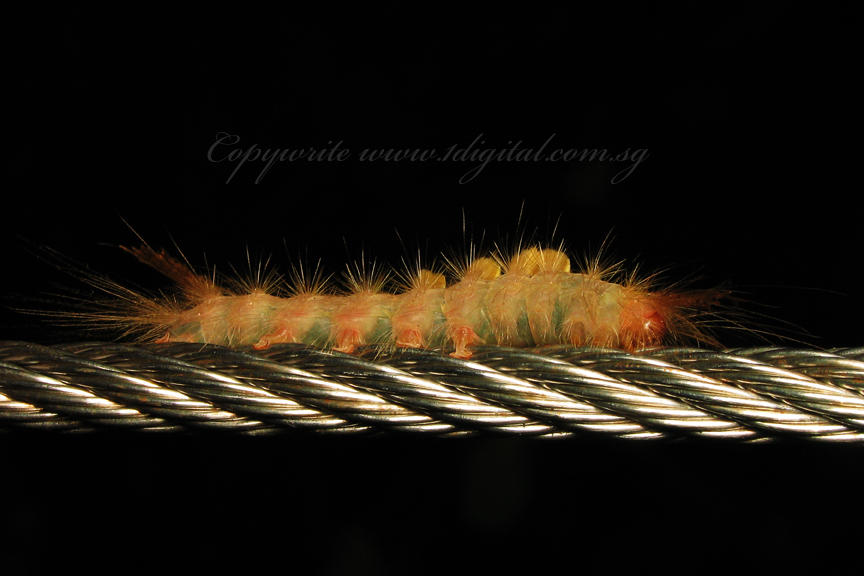 PRP70829025 Caterpillar.jpg