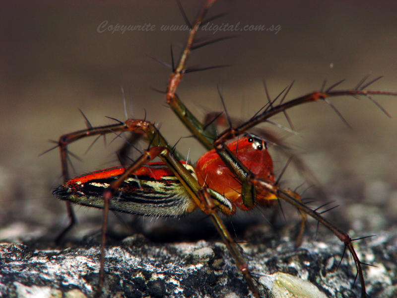 UP70824021 Red Lynx Spider.jpg