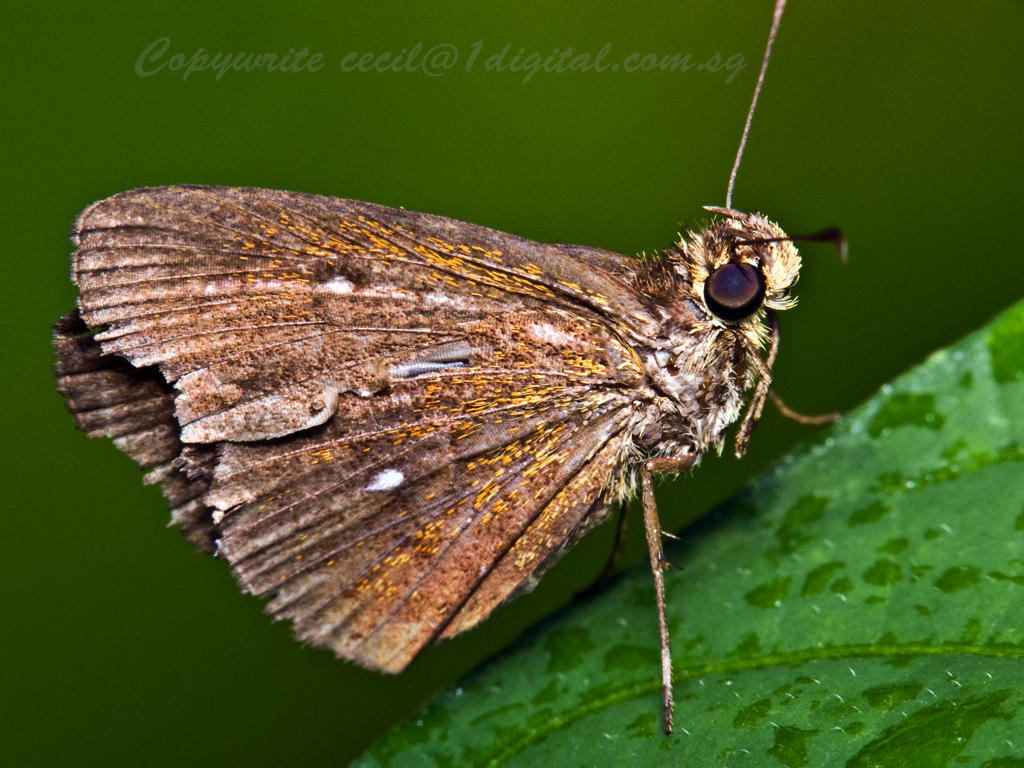 LP80128 Moth.jpg