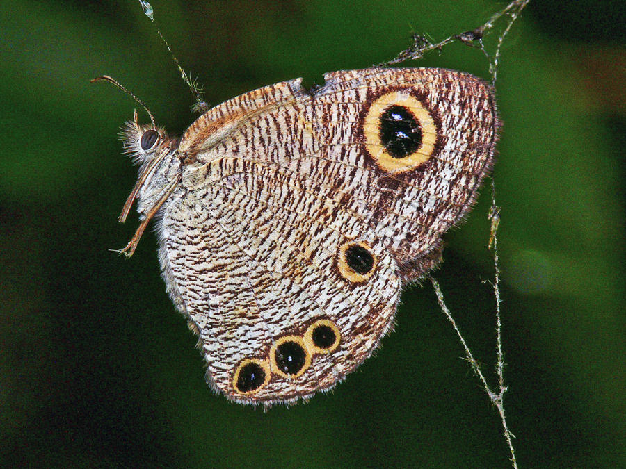 UP80211 Moth caught in web.jpg