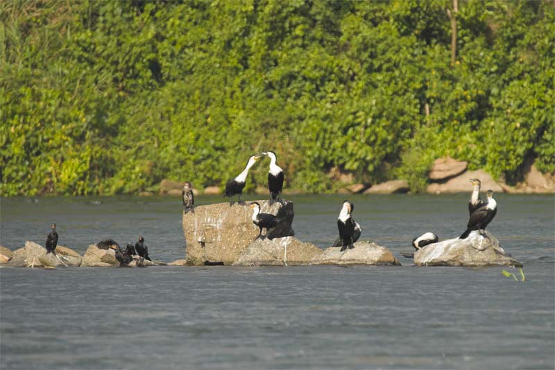 Great cormorants and Long tailed cormorants