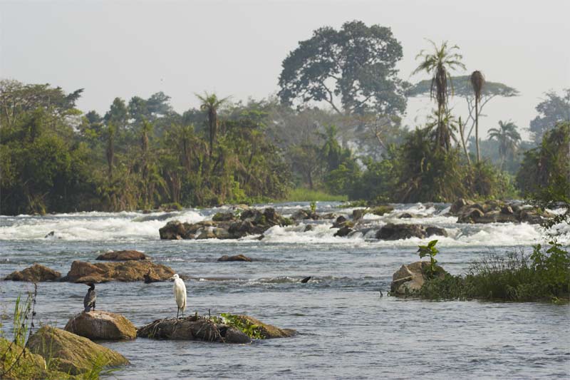 Evening with birds and rapids