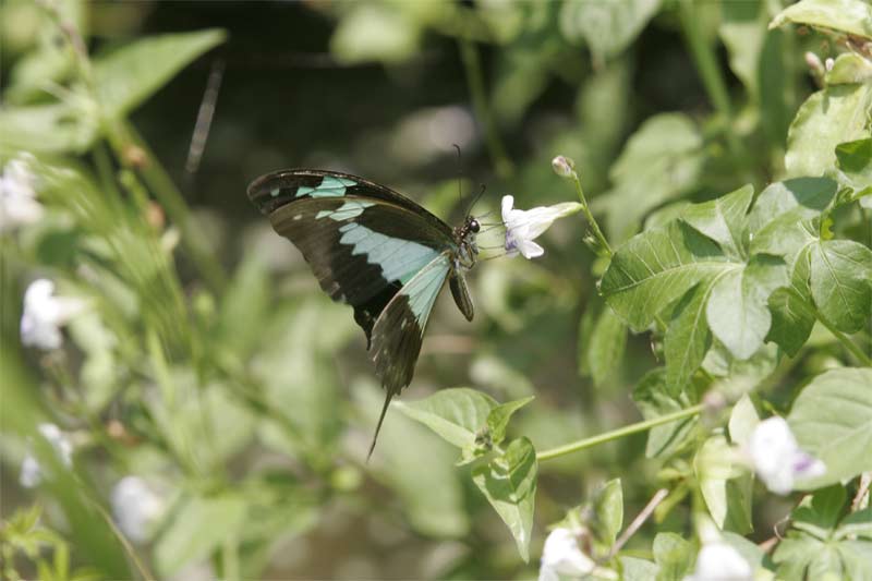 Butterfly in flower garden at Jacana Lodge