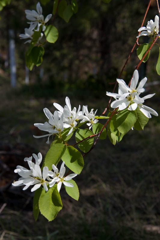 Saskatoon flowers