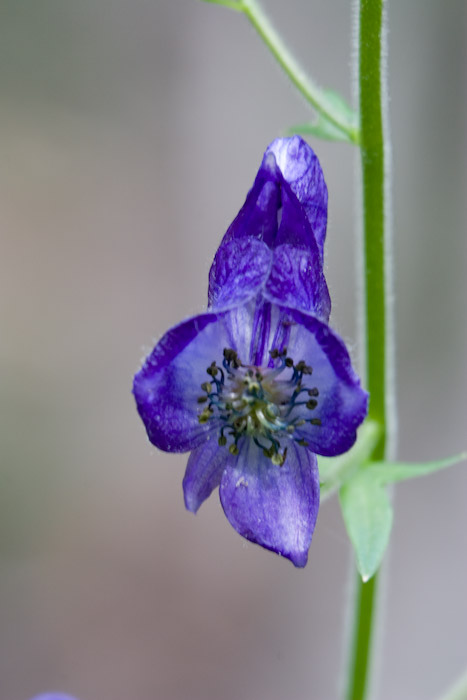 Columbian Monkshood portrait