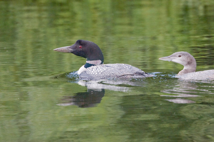 Loon leading youngster