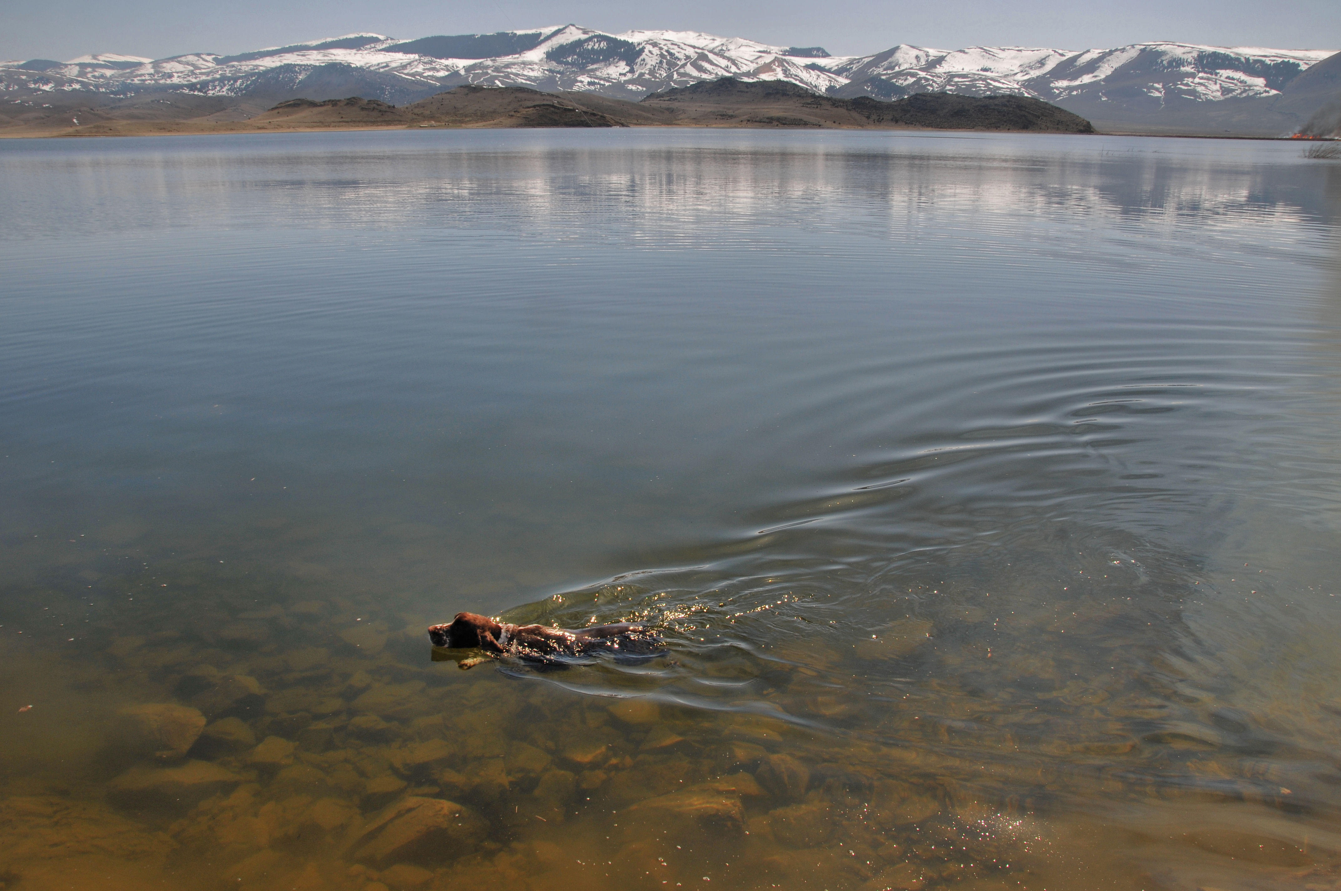 Buster lives to swim