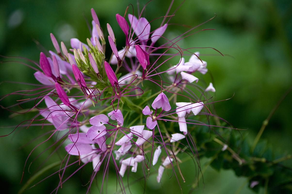 Cleome IMGP8563.jpg