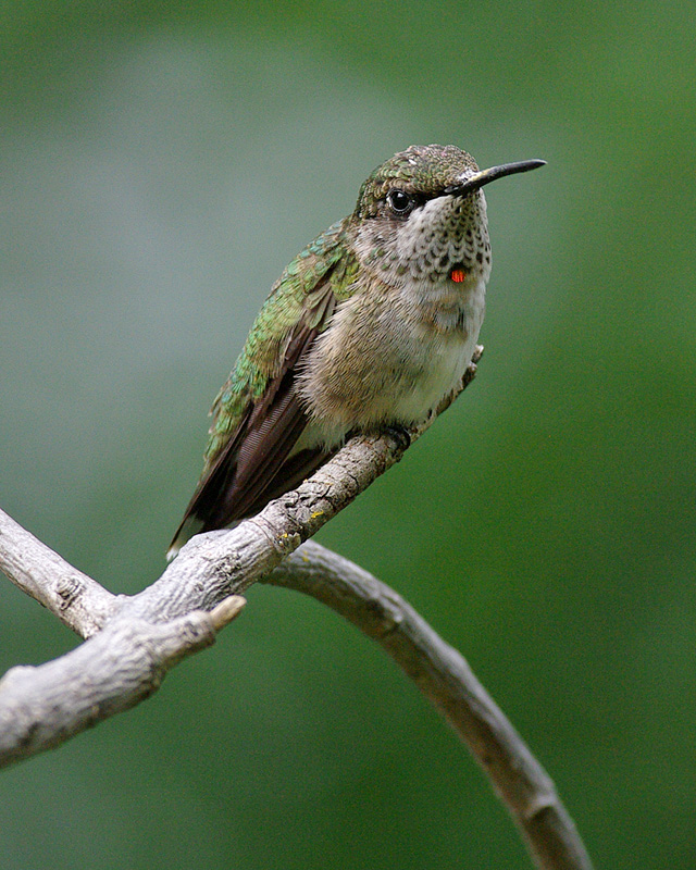 Immature Male IMGP9236.jpg