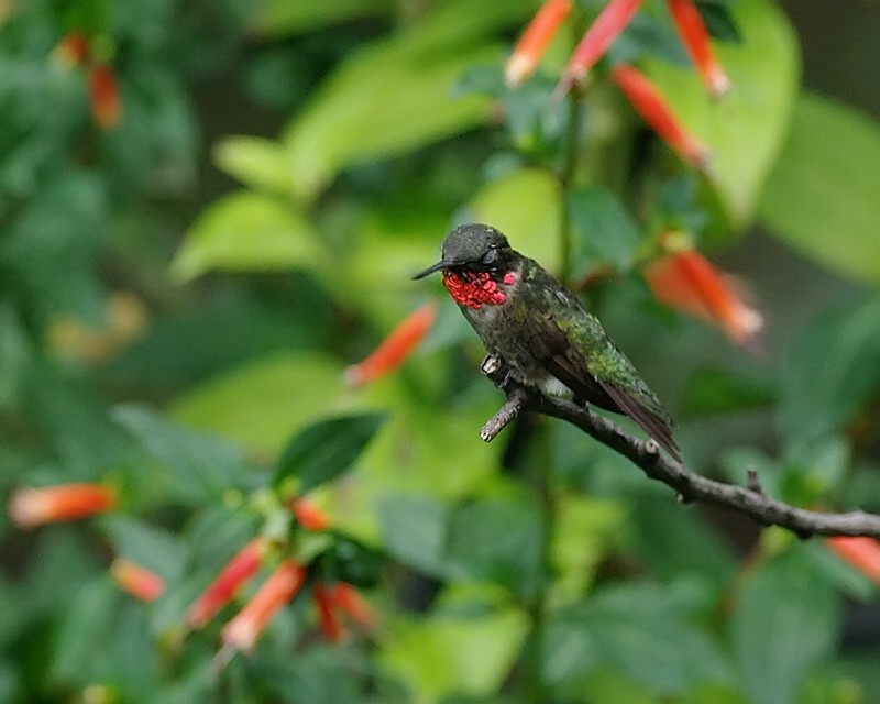 Molting Male IMGP9247.jpg