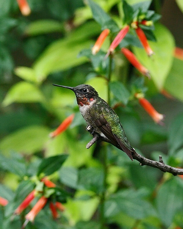 Molting Male IMGP9246.jpg