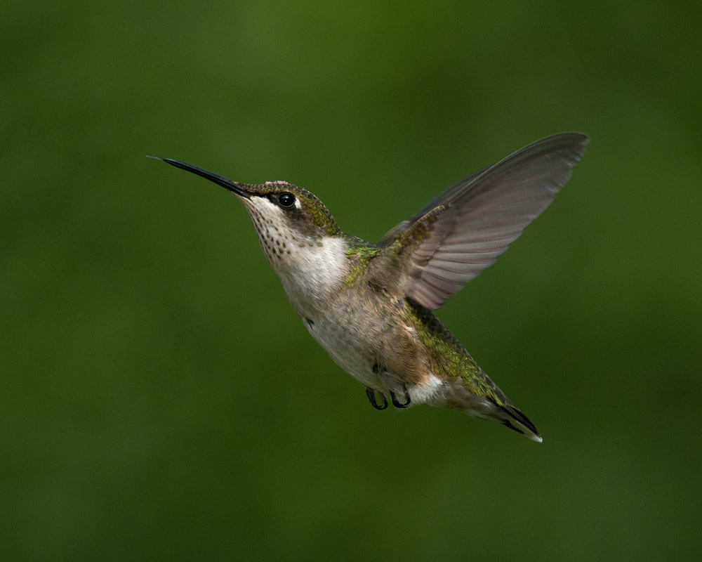 Hover IMGP0442.jpg