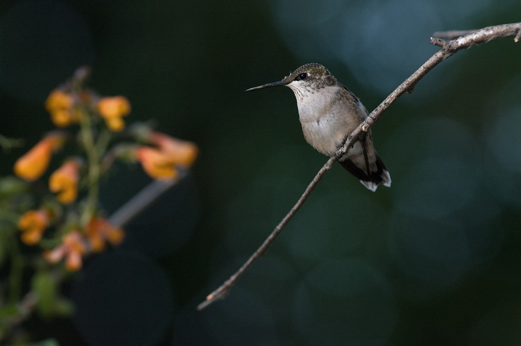 Evening perch IMGP0552.jpg