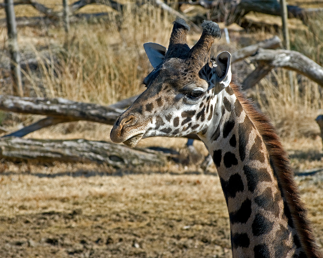 Giraffe IMGP2884.jpg
