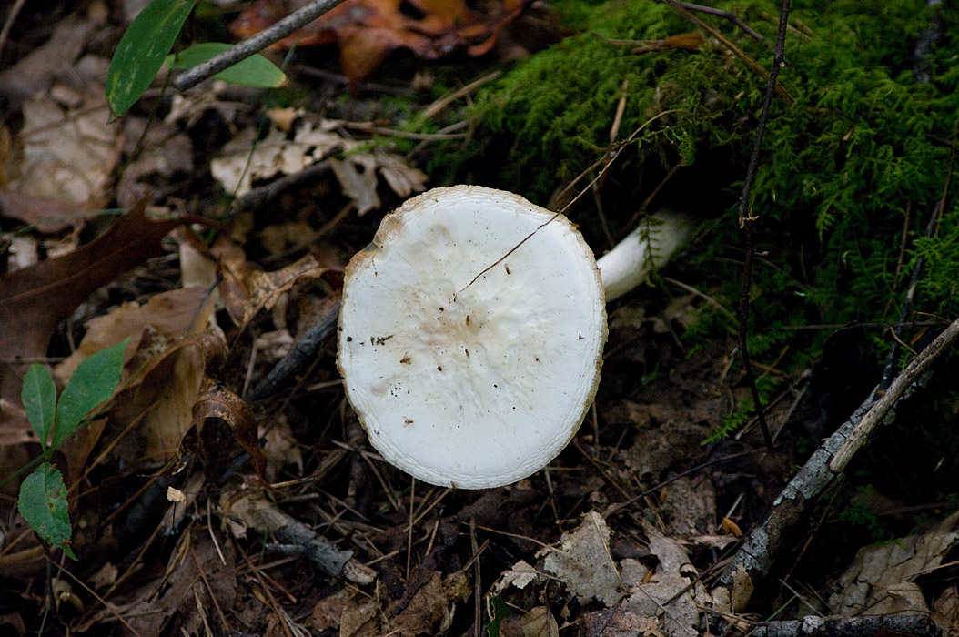 Fungi IMGP0848.jpg