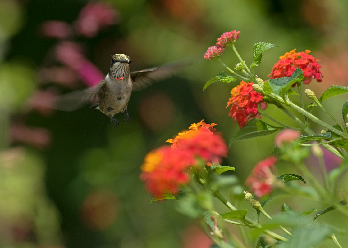 Lantana IMGP7742.jpg