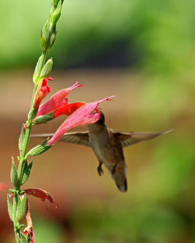 Female Ruby-Throated Hummingbird on Salvia Oppositiflora