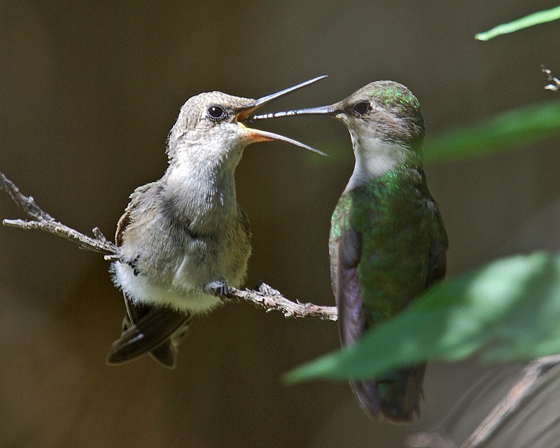 Mom and Fledge Black-Chinned