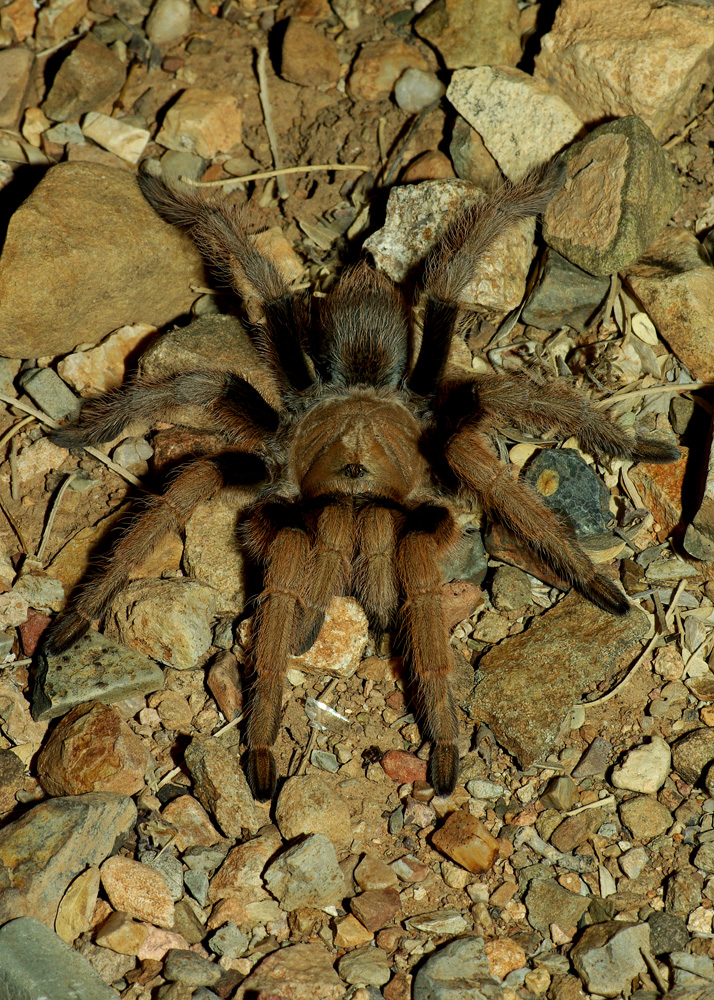 Tarantula