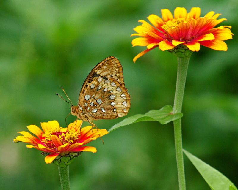 Great Spangled Fritillary IMGP8218.jpg