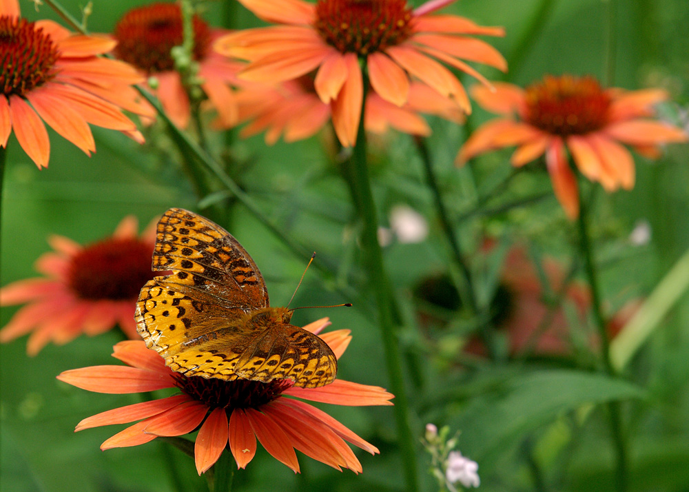 Great Spangled Fritillary IMGP8228.jpg