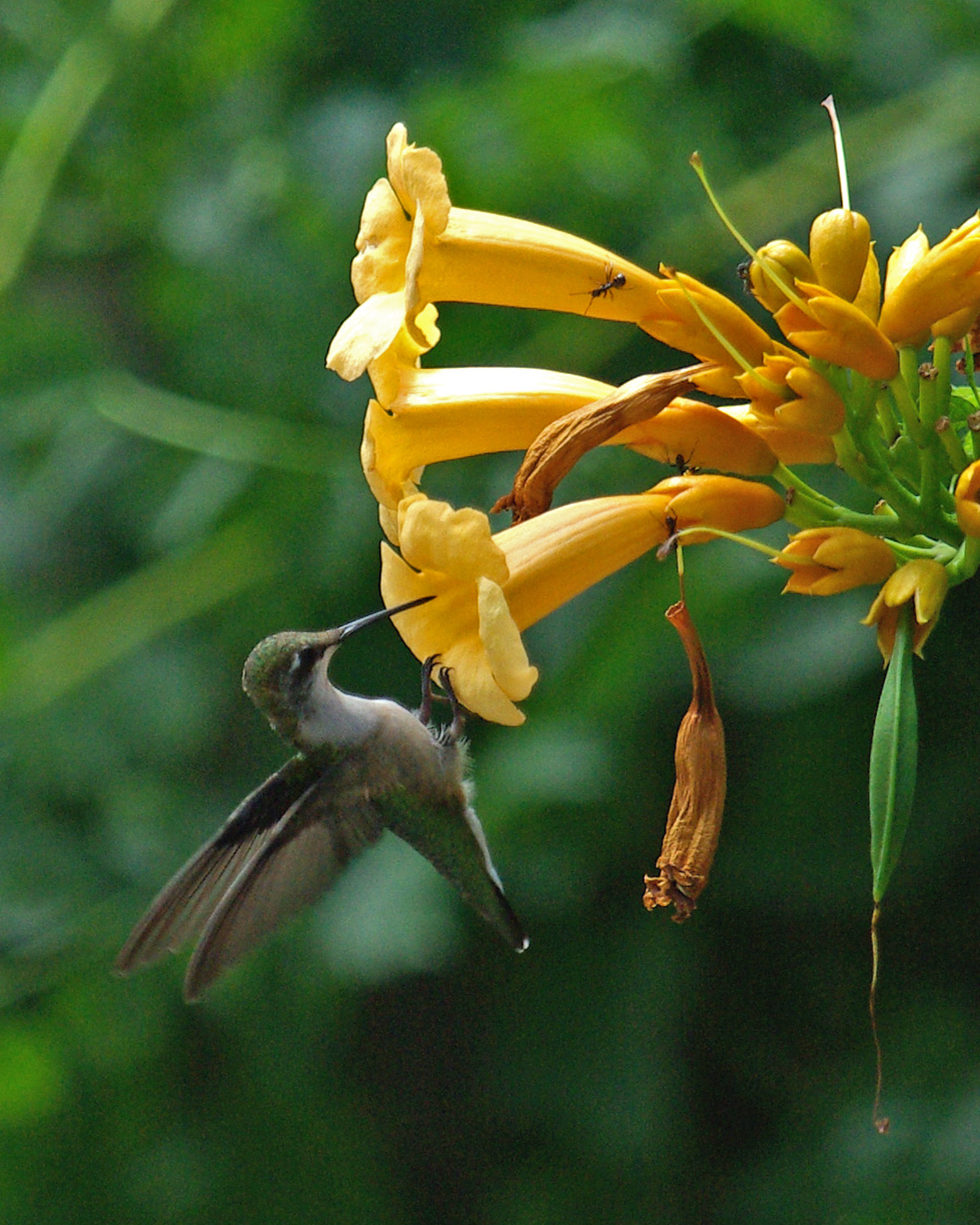 Hanging on IMGP8996.jpg