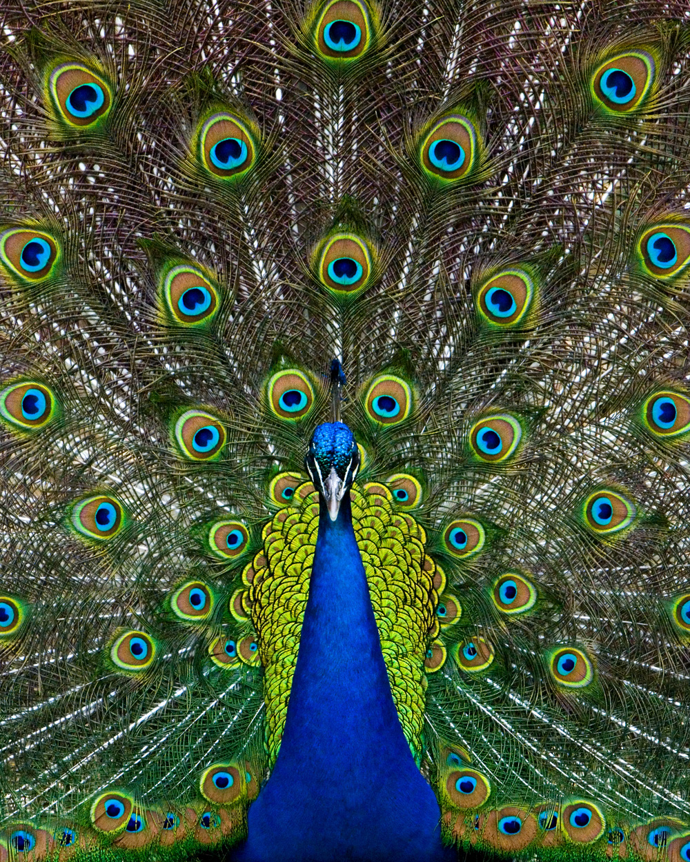Peacock ISO1600