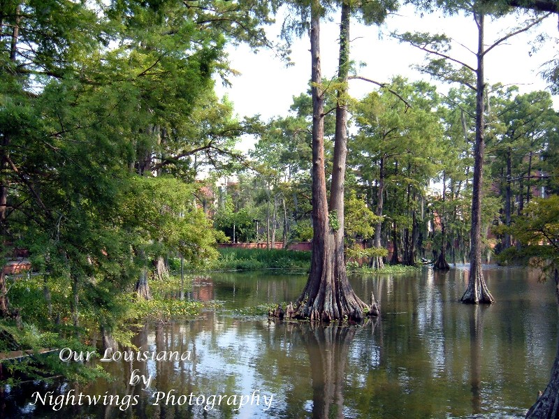 Lafayette Parish - Lafayette - University of Louisiana-Lafayette  Cypress Lake